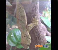 Flying Gecko